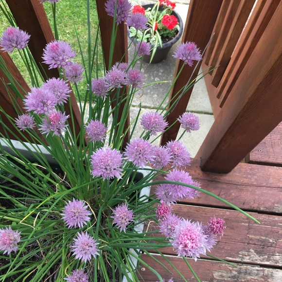 Meet your Posher, Karen - Picture 15 of 17